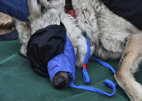 Female Mexican gray wolf released into wild in Arizona in move to help wolf's recovery