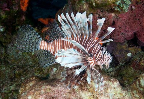 Invasive lionfish have spread south from the Caribbean to Brazil, threatening ecosystems and livelihoods