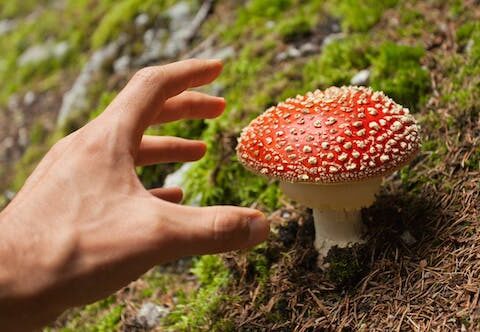 'From Magic Mushrooms to Big Pharma' – a college course explores nature's medicine cabinet and different ways of healing