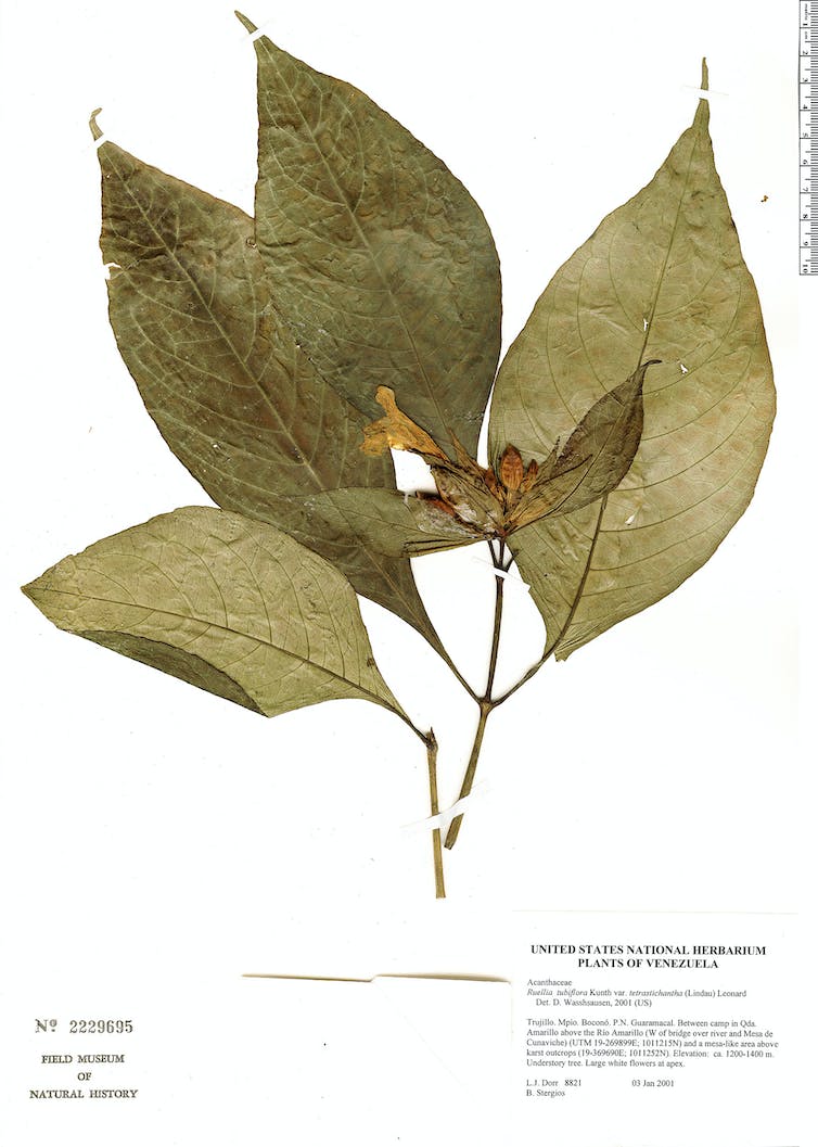 A dried plant with four large leaves and a flower, captioned with a scientific description.