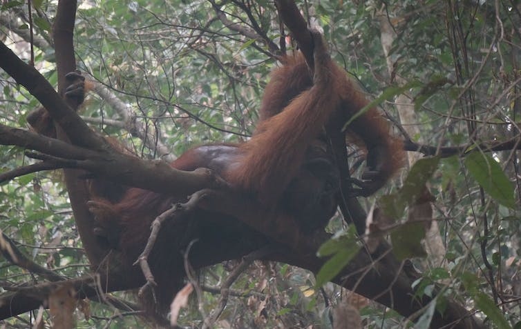 An orangutan reclines in a tree surrounded by haze.