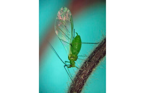 First smoky air, now clouds of bugs. Winged aphids invade New York City