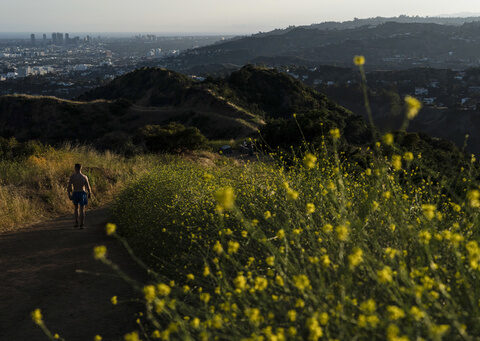 California artists, chefs find creative ways to confront destructive 'superbloom' of wild mustard