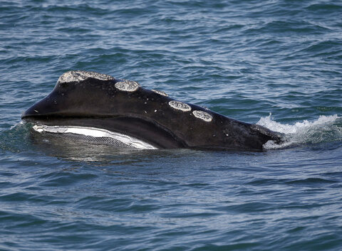 Federal court sides with lobster fishers in whale protection case anchored off New England