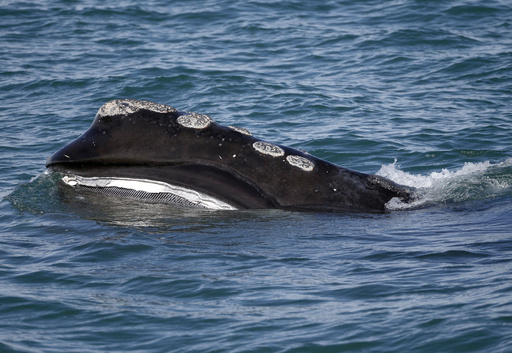 Federal court sides with lobster fishers in whale protection case anchored off New England