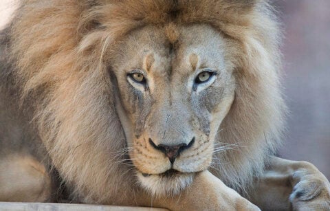 Kamau, 'charismatic and iconic' African lion at California's Sacramento Zoo, dies at 16