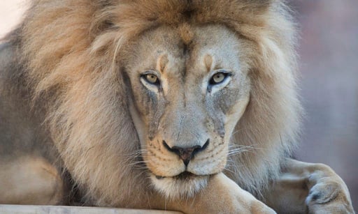 Kamau, 'charismatic and iconic' African lion at California's Sacramento Zoo, dies at 16