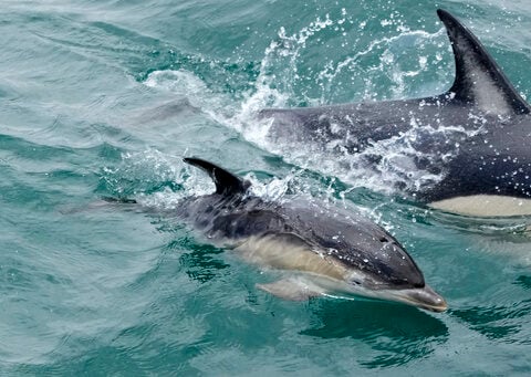 UN members adopt first-ever treaty to protect marine life in the high seas