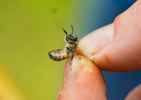 Nearly half of US honeybee colonies died last year. Struggling beekeepers stabilize population