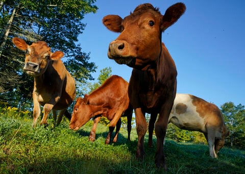 US beefs up campaign to ensure accurate animal welfare claims on meat, poultry packaging