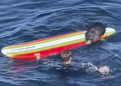 Wildlife officials search for a wayward sea otter harassing surfers, kayakers off California coast