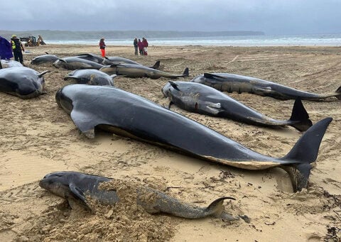 Pod of 55 pilot whales die after being stranded on a beach in Scotland