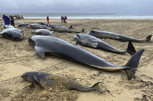 Pod of 55 pilot whales die after being stranded on a beach in Scotland