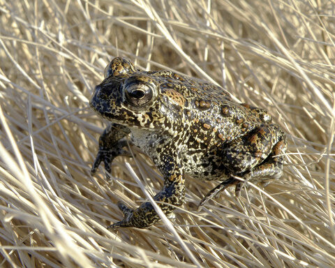 US to reopen review of Nevada geothermal plant near endangered toad while legal battle is on hold