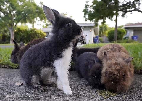 Fuzzy invasion of domestic rabbits has a Florida suburb hopping into a hunt for new owners