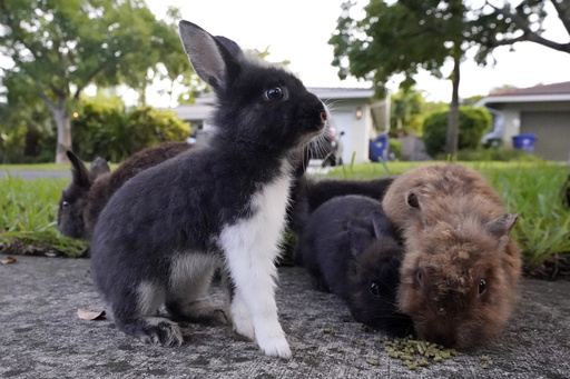 Fuzzy invasion of domestic rabbits has a Florida suburb hopping into a hunt for new owners