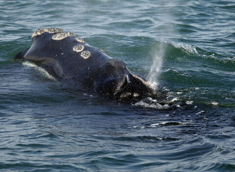 Vanishing whale's decline worse than previously thought, feds say