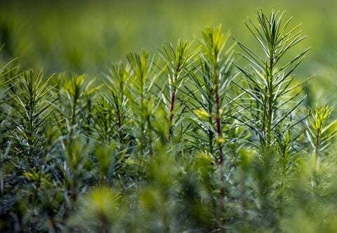 House Republicans propose planting a trillion trees as they move away from climate change denial