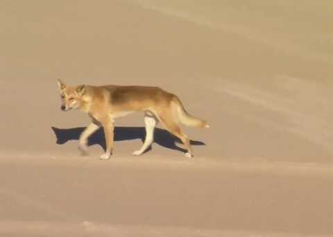 Dingoes attack a woman jogging on Australian island beach and leave her hospitalised