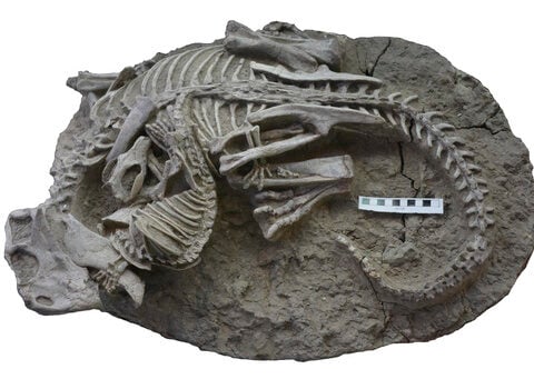 Mammals may have hunted down dinosaurs for dinner, rare fossil suggests