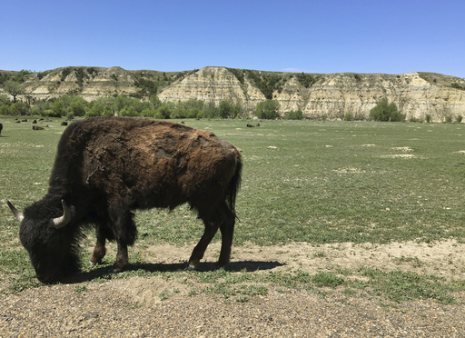 Bison attack visitors in North Dakota and Wyoming national parks