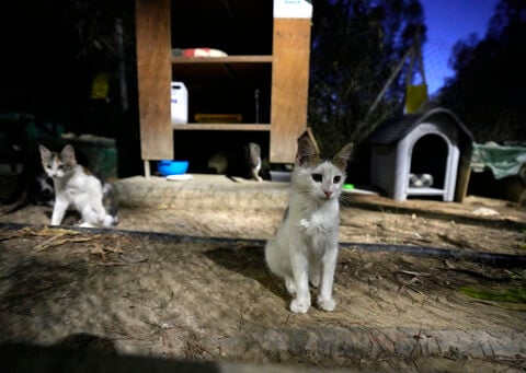 A feline virus mutation in Cyprus caused far fewer cat deaths than claimed, veterinary leader says