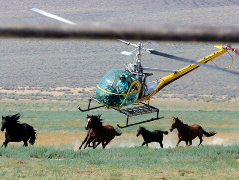 11 mustangs die in US roundup in Nevada caught on video, showing horses with broken necks