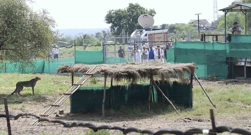 As another cheetah dies in India, authorities try to get ambitious conservation project on track