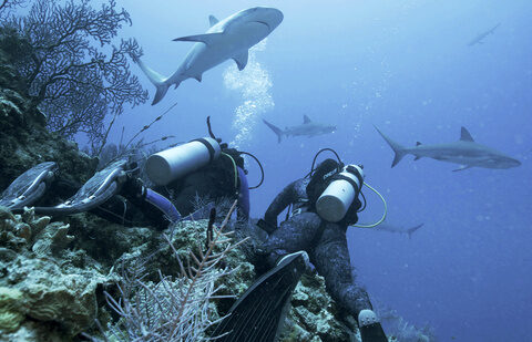 Jason Momoa hosts Discovery's 'Shark Week,' featuring feeding frenzies and junkie sharks