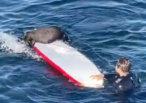 The sea otter harassing surfers off the California coast eludes capture as her fan club grows