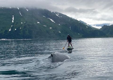 See how an Alaska paddleboarder escaped a close encounter with a humpback whale