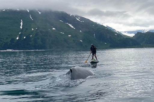 See how an Alaska paddleboarder escaped a close encounter with a humpback whale