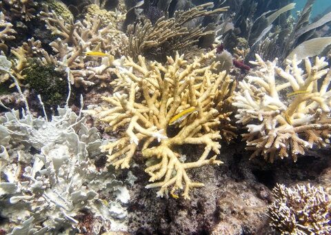 Scientists: Florida Keys coral reefs are already bleaching as water temperatures hit record highs