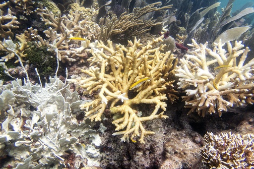 Scientists: Florida Keys coral reefs are already bleaching as water temperatures hit record highs