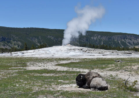 Arizona woman injured in Yellowstone bison attack says 'yes' to boyfriend's hospital proposal