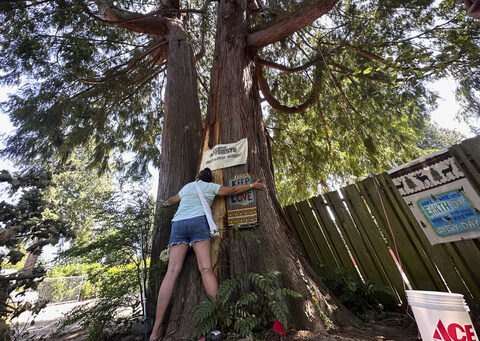 Seattle climate activists roost in old cedar tree to prevent it from being cut down for new housing