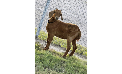 Avid search for missing Texas rodeo goat bringing residents of a small rural county together