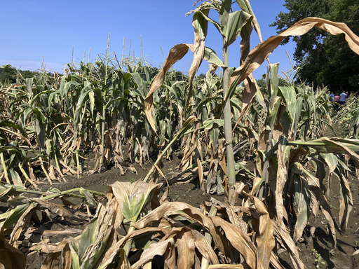 Vermont farmers are urged to document crop losses from flooding