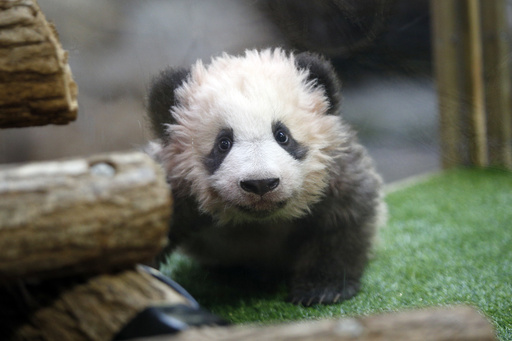 First panda born in France says goodbye and heads to China