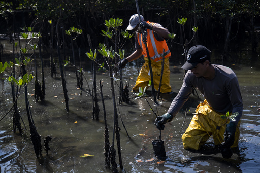 Mangrove forest thrives around what was once Latin America's largest landfill