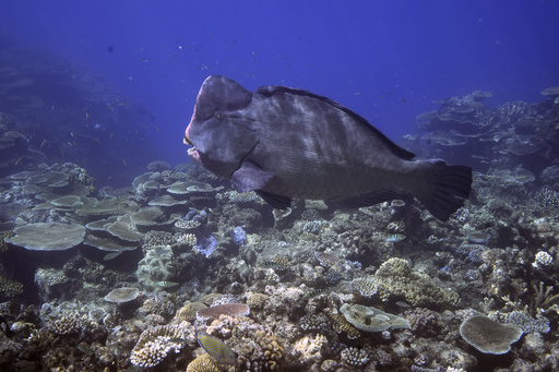 Australia welcomes lifting of UNESCO threat to list Great Barrier Reef as World Heritage in danger