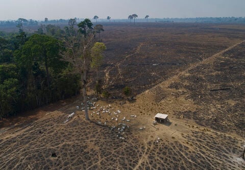 In Lula's first six months, Brazil Amazon deforestation dropped 34%, reversing trend under Bolsonaro