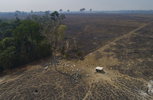 In Lula's first six months, Brazil Amazon deforestation dropped 34%, reversing trend under Bolsonaro