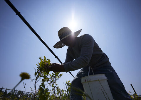 Climate change ratchets up the stress on farmworkers on the front lines of a warming Earth