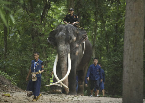 An ailing Thai elephant returns home for medical care after years of neglect in Sri Lanka