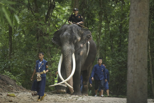 An ailing Thai elephant returns home for medical care after years of neglect in Sri Lanka