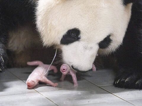 Panda twins born in South Korea for the 1st time