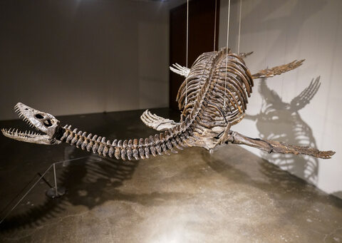 Fossilized skeletons of aerial and aquatic predators to be auctioned by Sotheby's