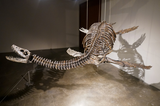 Fossilized skeletons of aerial and aquatic predators to be auctioned by Sotheby's