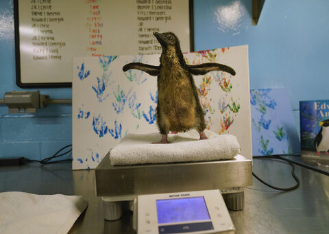 Chicago's Shedd Aquarium welcomes its first rockhopper penguin chick in 8 years